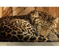 OZLHSP puzzle games for adults 1500 pieces Leopard Big Animals 87x57cm