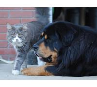 OZLHSP puzzle games for adults 1500 pieces Tibetan Mastiff Animals 87x57cm