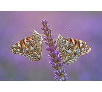 OZLHSP puzzle games for adults 500 pieces Butterfly Insects Lavender 52x38cm