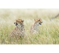 OZLHSP puzzle games for adults 500 pieces Cheetah Big Cats Animal 52x38cm