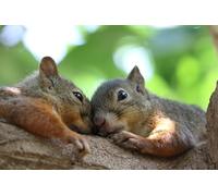 OZLHSP puzzle games for adults 500 pieces Squirrel Animal 52x38cm