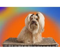 OZLHSP puzzle games for kids jigsaw puzzles 1500 piece Havanese Bichon Animals 87x57cm