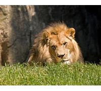 OZLHSP puzzle games for kids jigsaw puzzles 500 piece Lion Animals 52x38cm