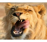 OZLHSP puzzle games jigsaw puzzle 1000 pieces Lions Big Cats 75x50cm