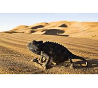 OZLHSP puzzle games jigsaw puzzle 1500 pieces Iguanas Reptile Desert Animal 87x57cm