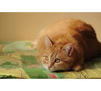 OZLHSP puzzle gifts 1500 piece jigsaws Cats Fat Animal 87x57cm
