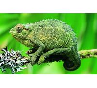 OZLHSP puzzle gifts 1500 piece jigsaws Reptiles Chameleon Animals 87x57cm