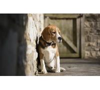 OZLHSP puzzle gifts 500 piece jigsaws Beagle Animals 52x38cm
