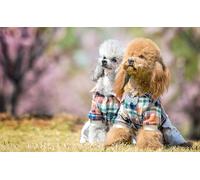 OZLHSP puzzle gifts 500 piece jigsaws Poodle Animal 52x38cm