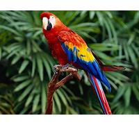 OZLHSP puzzle jigsaw 1000 pieces Animals Parrots Macaw 75x50cm