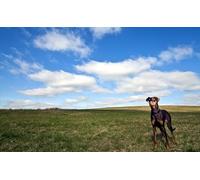 OZLHSP puzzle jigsaw 1000 pieces Pinscher Doberman Animals 75x50cm