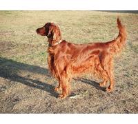 OZLHSP puzzle jigsaw 1500 pieces Irish Setter Animals 87x57cm