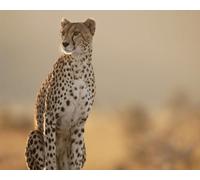 OZLHSP puzzle jigsaw 500 pieces Cheetah Big Animals 52x38cm