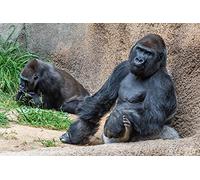 OZLHSP puzzle jigsaw 500 pieces Monkey Animals 52x38cm