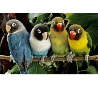 OZLHSP puzzle jigsaw 500 pieces Parrots Animals 52x38cm