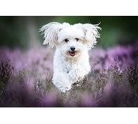 OZLHSP puzzle storage 1000 pieces Maltese Animals 75x50cm