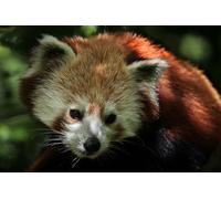 OZLHSP puzzle storage 1000 pieces Red Panda Bear Animal 75x50cm