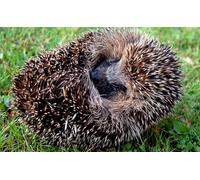 OZLHSP puzzles 1000 Hedgehog Animal 75x50cm