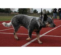 OZLHSP puzzles 1000 piece Australian Cattle Dog 75x50cm