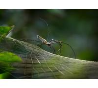 OZLHSP puzzles 1000 piece Spiders Golden Silk Orb-weaver Web Animals 75x50cm