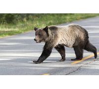 OZLHSP puzzles 1000 pieces Brown Bears Animals 75x50cm