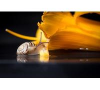 OZLHSP puzzles 1000 Snails Animal 75x50cm