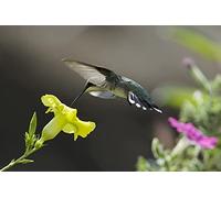 OZLHSP puzzles 1500 pieces Hummingbird Flying Animals 87x57cm
