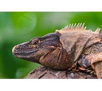 OZLHSP puzzles 1500 pieces Iguanas Reptiles 87x57cm