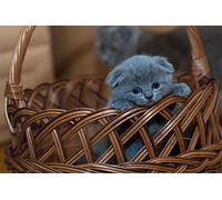 OZLHSP puzzles 1500 pieces Scottish Fold Kittens Animals 87x57cm