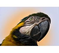 OZLHSP puzzles 500 Macaw Parrots Animals 52x38cm