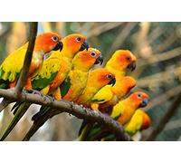 OZLHSP puzzles 500 Parrots Animals 52x38cm