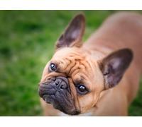 OZLHSP puzzles 500 piece Bulldog French Bulldog 52x38cm