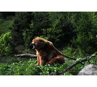 OZLHSP puzzles for adults 1000 piece Grizzly Bear Animal 75x50cm