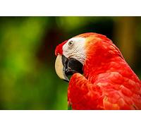 OZLHSP puzzles for adults 1000 piece Macaw Parrots Animals 75x50cm