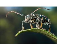 OZLHSP puzzles for adults 1000 pieces Beetles Insect Animals 75x50cm