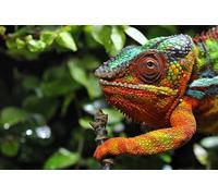 OZLHSP puzzles for adults 1000 pieces christmas Chameleons Animal 75x50cm
