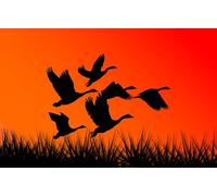 OZLHSP puzzles for adults 1000 pieces Geese Animals 75x50cm