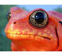 OZLHSP puzzles for adults 1500 pieces christmas Frogs Animals 87x57cm