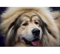 OZLHSP puzzles for adults 1500 pieces christmas Tibetan Mastiff Animal 87x57cm