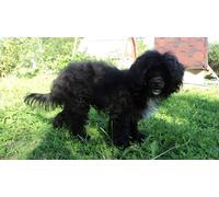 OZLHSP puzzles for adults 500 piece Chinese Crested Animal 52x38cm
