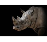 OZLHSP puzzles for adults 500 piece Rhinoceros Animals 52x38cm