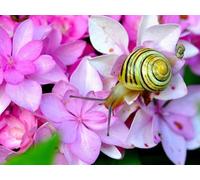 OZLHSP puzzles for adults 500 piece Snails Hydrangea Animals 52x38cm