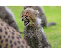 OZLHSP puzzles for adults 500 pieces christmas Cheetah 52x38cm