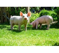 OZLHSP puzzles for adults 500 pieces christmas Domestic Pig Animal 52x38cm