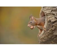 OZLHSP puzzles for adults 500 pieces christmas Squirrel Nuts Animals 52x38cm