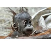 OZLHSP puzzles for boys jigsaw puzzle 500 piece Monkeys Baby Orangutan Animals 52x38cm