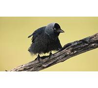 OZLHSP puzzles for boys jigsaw puzzle 500 piece Western Jackdaw Animal 52x38cm