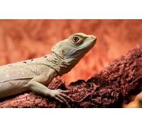 OZLHSP puzzles for children 1500 piece Lizards Reptiles Animals 87x57cm