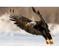 OZLHSP puzzles for children 500 piece Bald Eagle Hawk Animal 52x38cm