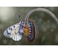 OZLHSP puzzles for children 500 piece Butterflies Caterpillars Animals 52x38cm